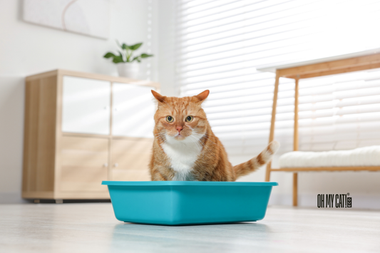 Gato naranja dentro de un arenero en casa con arena vegetal para gatos de OH MY CAT! ECO.